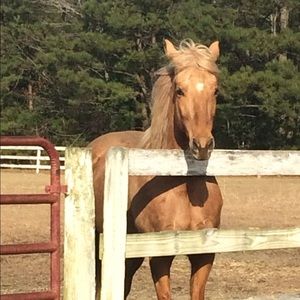 Meet your Posher, Savannah